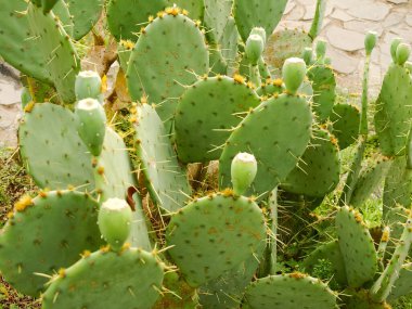 Kıyı dikenli armudun kökleri, olgunlaşmamış yeşil meyveler seçici bir odak noktasında.