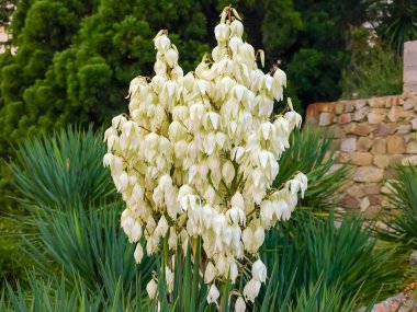Botanik bahçesinde beyaz çiçeklerle paniğe kapılmış Yucca filamentosa enfeksiyonları.