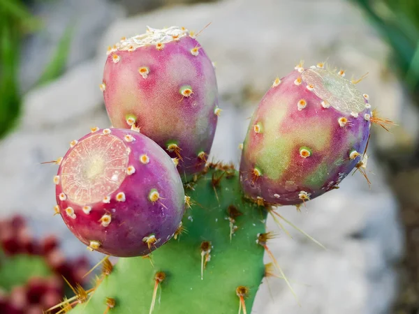 Frutti Maturi Del Fico India Costiero Sulla Sommità Del Gambo — Foto Stock