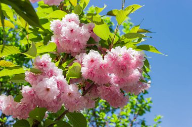 Dal üzerinde narin pembe kiraz çiçekleri ve açık gökyüzünün arka planında kalan taze yapraklar.