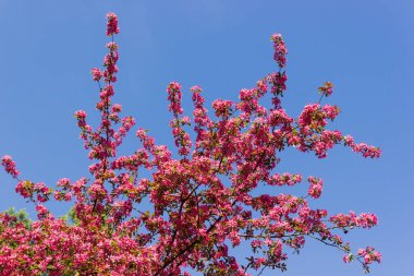 Çiçek açan cennetin dalları arkaplanda açık bir arkaplan üzerinde elma ağacı