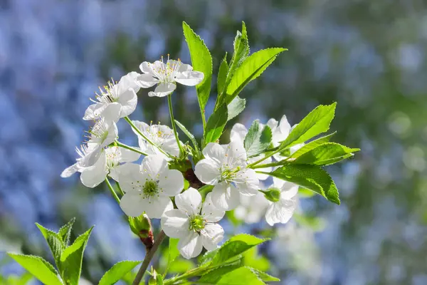 Seçici Odak Noktasında Bulanık Arkaplanda Çiçek Açan Kiraz Ağacının Dalı — Stok fotoğraf