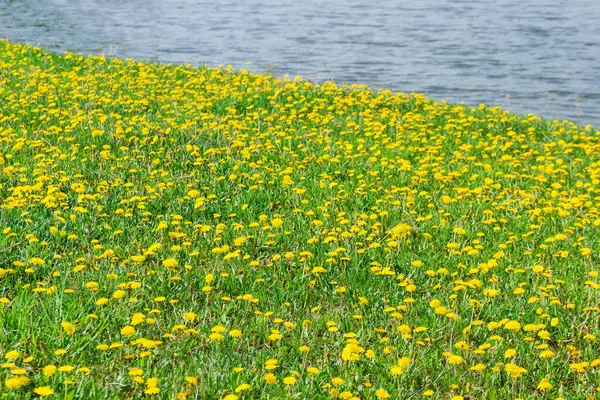 Kvetoucí Pampelišky Louce Břehu Nádrže Selektivním Zaměření Pozadí — Stock fotografie