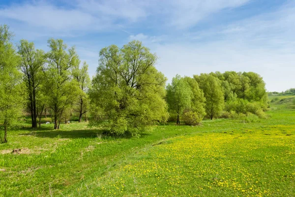 Gamla Pilträd Slätten Nära Den Kuperade Grässlätten Igenvuxna Med Gräs — Stockfoto