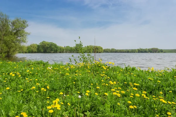 Flowering Dandelions Meadow Lake Shore Background Water Shore — Stock Photo, Image