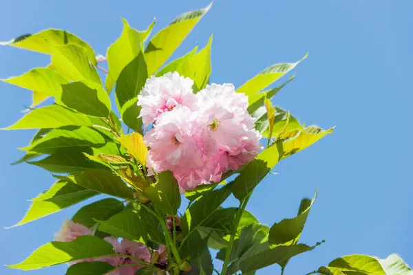 Vakre Rosa Kirsebærblomster Grein Med Unge Blader Tett Bakgrunnen Den – stockfoto