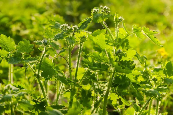 Piante Giovani Con Foglie Fresche Steli Boccioli Fiori Ricoperti Peli — Foto Stock