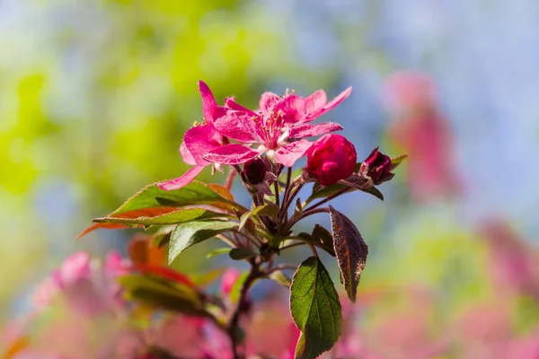 Blumen Blütenknospen Und Frische Blätter Des Paradies Apfelbaums Auf Dem — Stockfoto