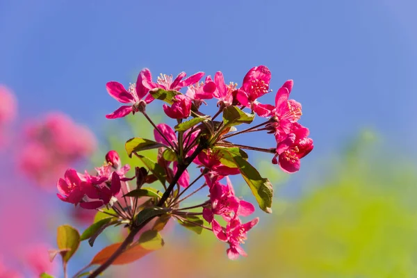 Topo Ramo Macieira Paradisíaca Com Flores Close Foco Seletivo Fundo — Fotografia de Stock