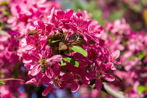 Filial Blommande Paradiset Äppelträd Med Honungsbin Suddig Bakgrund Resten Del — Stockfoto