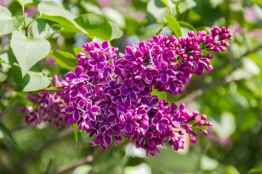 Aynı leylak çalılarının bulanık arka planında kısmen açılmış çiçeklerle mor leylağın enfeksiyonları.