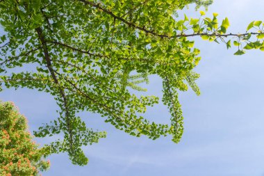 Çiçek açan Ginkgo biloba ağacının dalları. Bakire saç ağacı olarak da bilinir. 