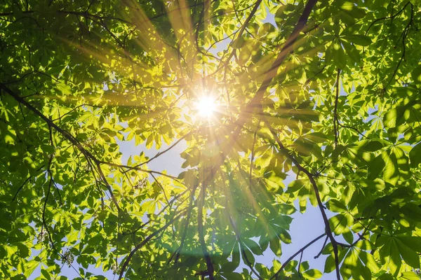 春の葉 下の景色 背景を持つ馬栗の枝の間に太陽の光が入り込みます — ストック写真