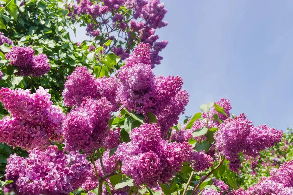 Branches Flowering Purple Lilac Bushes Sky Close Selective Focus — Stock Photo, Image