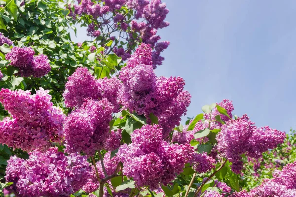 Filialer Blommande Lila Lila Buskar Mot Himlen Närbild Selektivt Fokus — Stockfoto