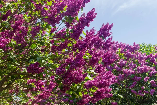 Gałęzie Kwitnących Purpurowych Krzewów Liliowych Tle Nieba Zbliżenie Wybiórczo Tło — Zdjęcie stockowe