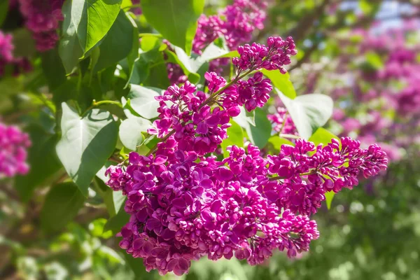 Inflorescências Lilás Roxo Com Flores Parcialmente Abertas Arbusto Fundo Turvo — Fotografia de Stock