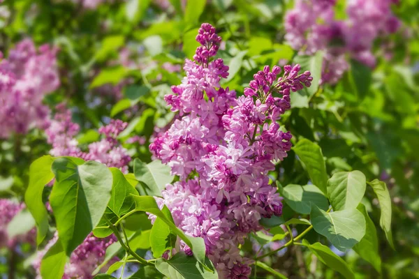 Blomstã Llningar Lila Lila Med Delvis Ppna Blommor Buske Suddig — Stockfoto