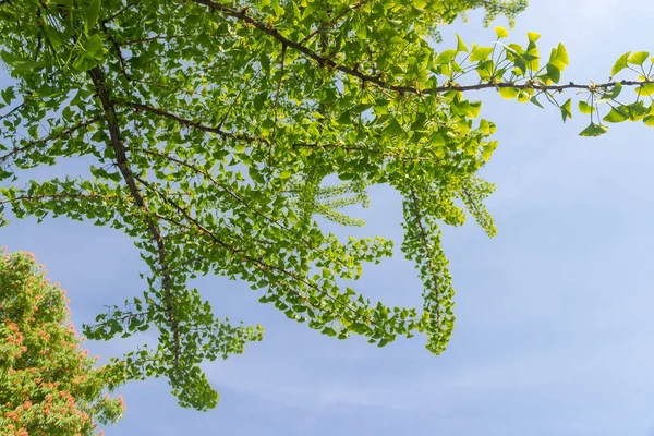 Çiçek Açan Ginkgo Biloba Ağacının Dalları Bakire Saç Ağacı Olarak — Stok fotoğraf