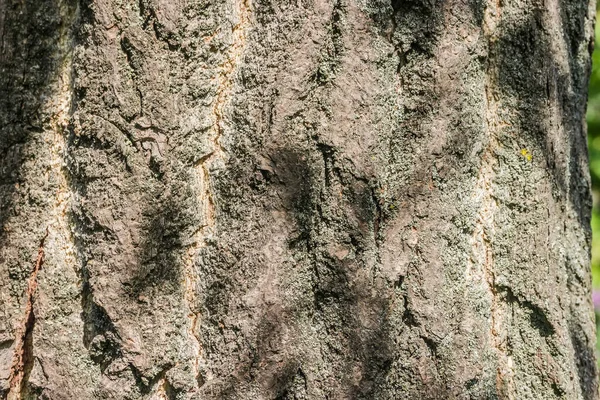 银杏树干上粗糙裂纹树皮的结构及选择焦点 背景的苔藓特写 — 图库照片