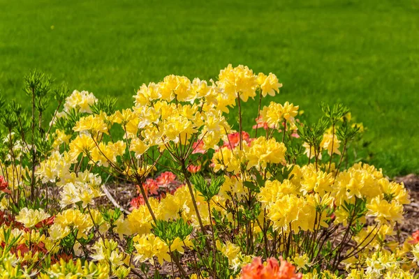 Arbustos Floridos Rododendro Decíduo Amarelo Azalea Pontica Fundo Embaçado Gramado — Fotografia de Stock
