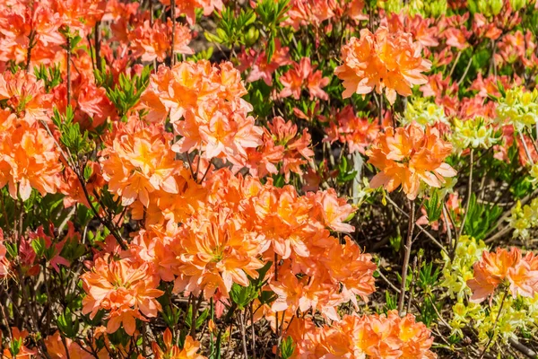 Blühende Sträucher Des Rotblättrigen Rhododendrons Oder Azalea Mollis Von Oben — Stockfoto