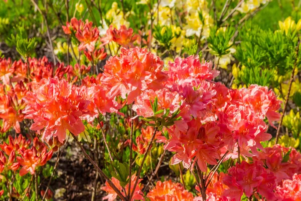 Bloeiende Struiken Van Roodloofrhododendron Azalea Een Wazige Achtergrond Van Andere — Stockfoto