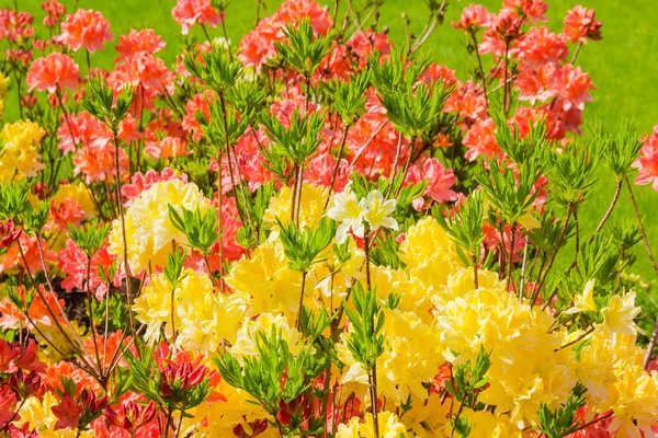 Arbustos Floridos Rododendro Caduco Amarelo Vermelho Azálea Fundo — Fotografia de Stock