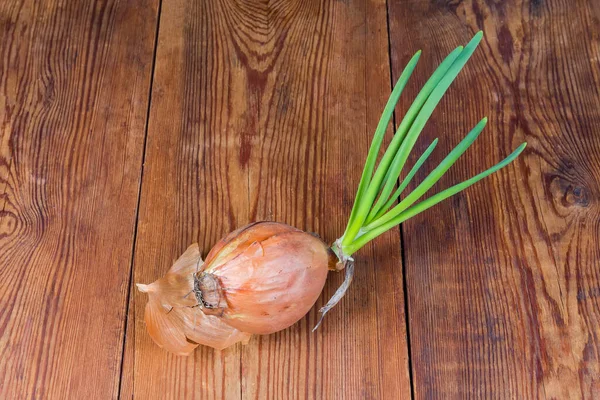 Sprouted last year\'s onion bulb with green young shoots on the old rustic table, top view