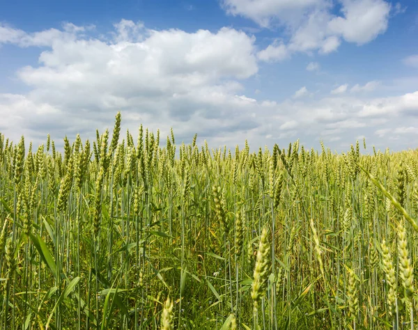 未成熟的小麦在田边的天空中与云彩相映衬 — 图库照片