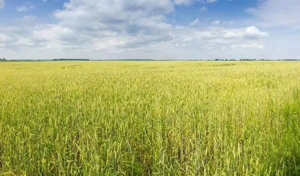 Gebied Van Onrijpe Tarwe Een Achtergrond Van Lucht Met Wolken — Stockfoto