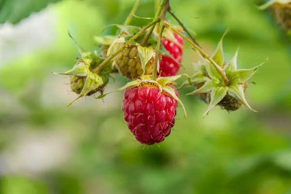 他の熟した未成熟の果実に対して ぼやけた背景の束の中でラズベリーを熟させ 選択的な焦点でクローズアップ — ストック写真