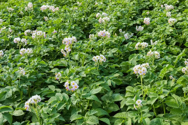 白と紫の花を持つジャガイモの開花 プランテーションの断片 — ストック写真