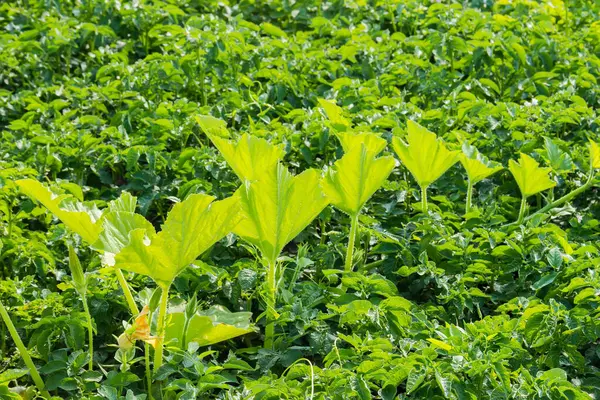 プランテーションのジャガイモ植物の間の茎にカボチャの葉と花 — ストック写真