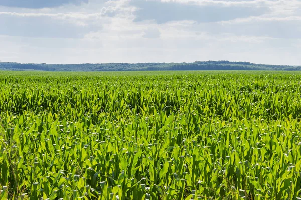 Campo Maíz Joven Sobre Fondo Del Cielo Bosque Distante Día —  Fotos de Stock