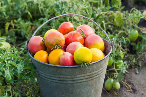 Nyplockade Olikfärgade Tomater Gammal Järnhink Suddig Bakgrund Tomatplantage — Stockfoto