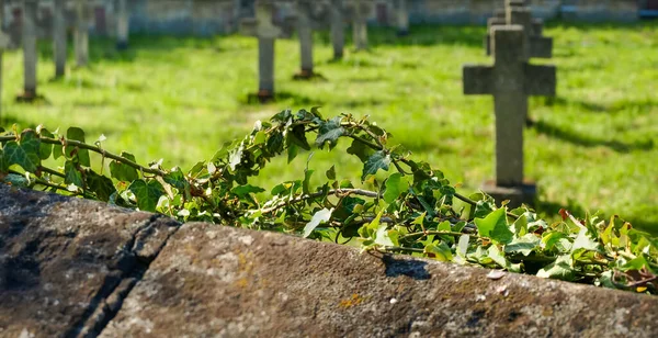 Impianti Rampicanti Recinzione Pietra Cimitero Vecchio Quelli Uccisi Prima Guerra — Foto Stock