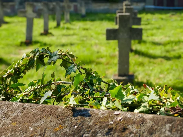 Impianti Rampicanti Recinzione Pietra Cimitero Vecchio Quelli Uccisi Prima Guerra — Foto Stock
