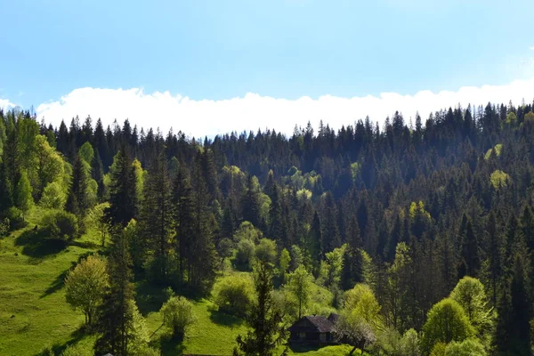 Ukrayna. Karpaty. Dağlar. Orman
