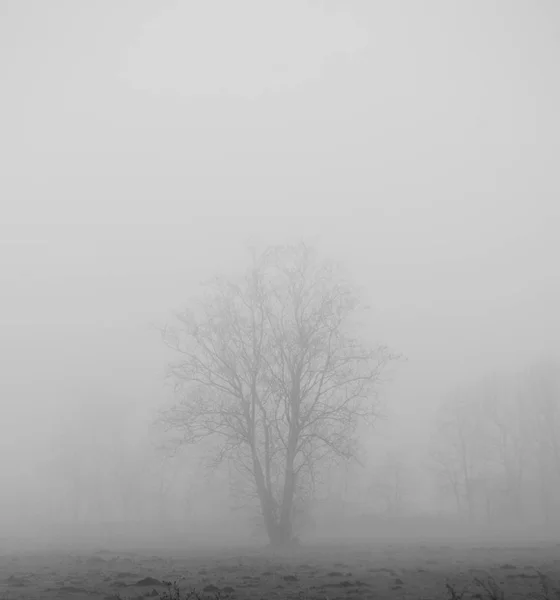 Bir dağ evi yakmak için woods yığını ile iki küçük kare pencereleri