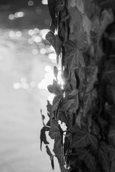 Dettaglio edera sul tronco bianco nero — Foto Stock