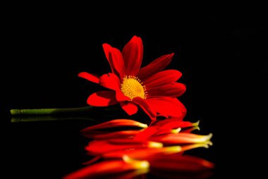 Kırmızı ve sarı chrysanthmum siyah bir arka plan