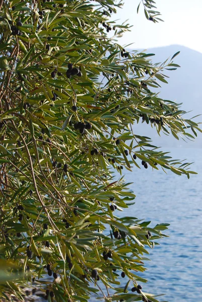Schwarze Oliven am Baum, bereit zur Ernte — Stockfoto