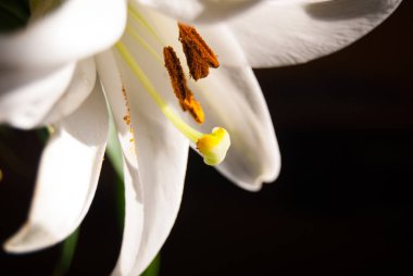 White lily full of orange pollen