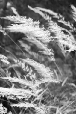 Kendiliğinden çim rüzgar tarafından taşındı