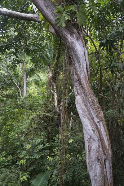 Trees Tropical Rainforest Yelapa Jalisco México — Foto de Stock