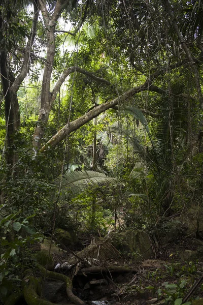 Trees Tropical Rainforest Yelapa Jalisco México — Foto de Stock