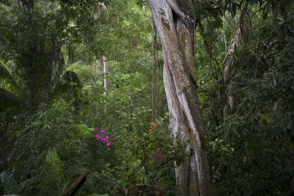 Stromy Tropických Deštných Pralesů Yelapa Jalisco Mexiko — Stock fotografie