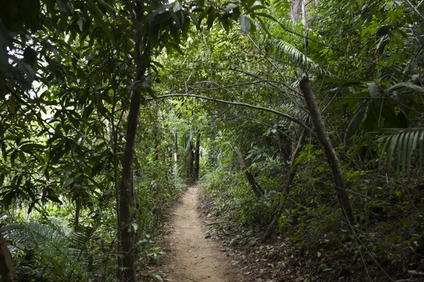 Sendero Selva Tropical Yelapa Jalisco México — Foto de Stock