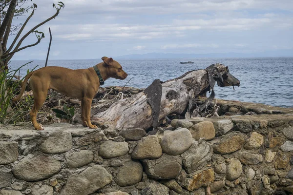 Dog Standing Seashore Yelapa Jalisco Mexico — Stock Photo, Image